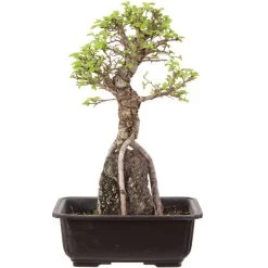 Japanische Ulme, Bonsai, 9 Jahre, 32cm