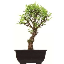 Japanische Ulme, Bonsai, 9 Jahre, 29cm