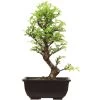 Japanische Ulme, Bonsai, 9 Jahre, 31cm -Mini Wald Verkauf oulmjap092 34