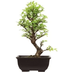 Japanische Ulme, Bonsai, 9 Jahre, 31cm