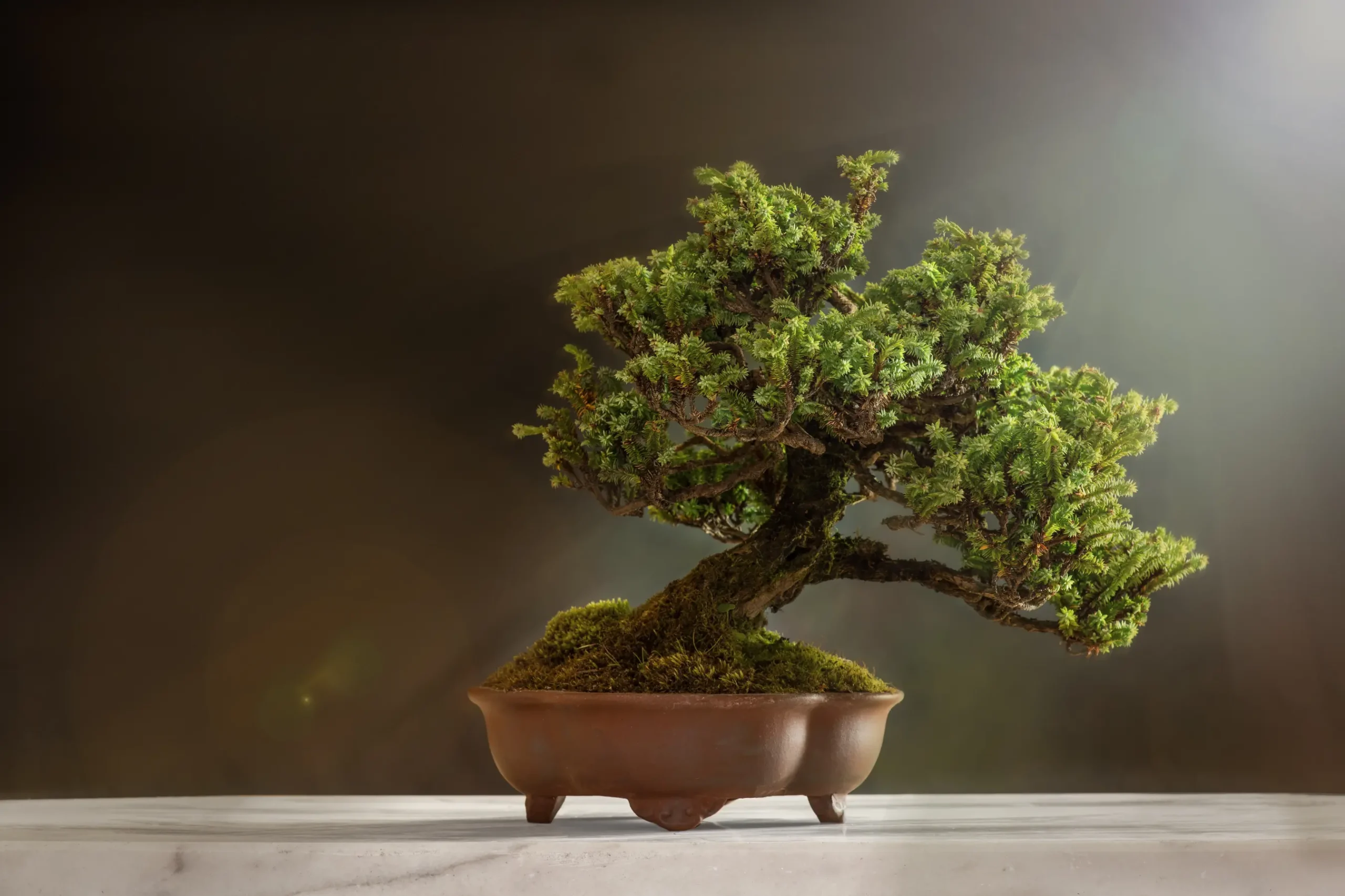 Mini Wald Verkauf -Mini Wald Verkauf bonsai banner image 3 scaled 1