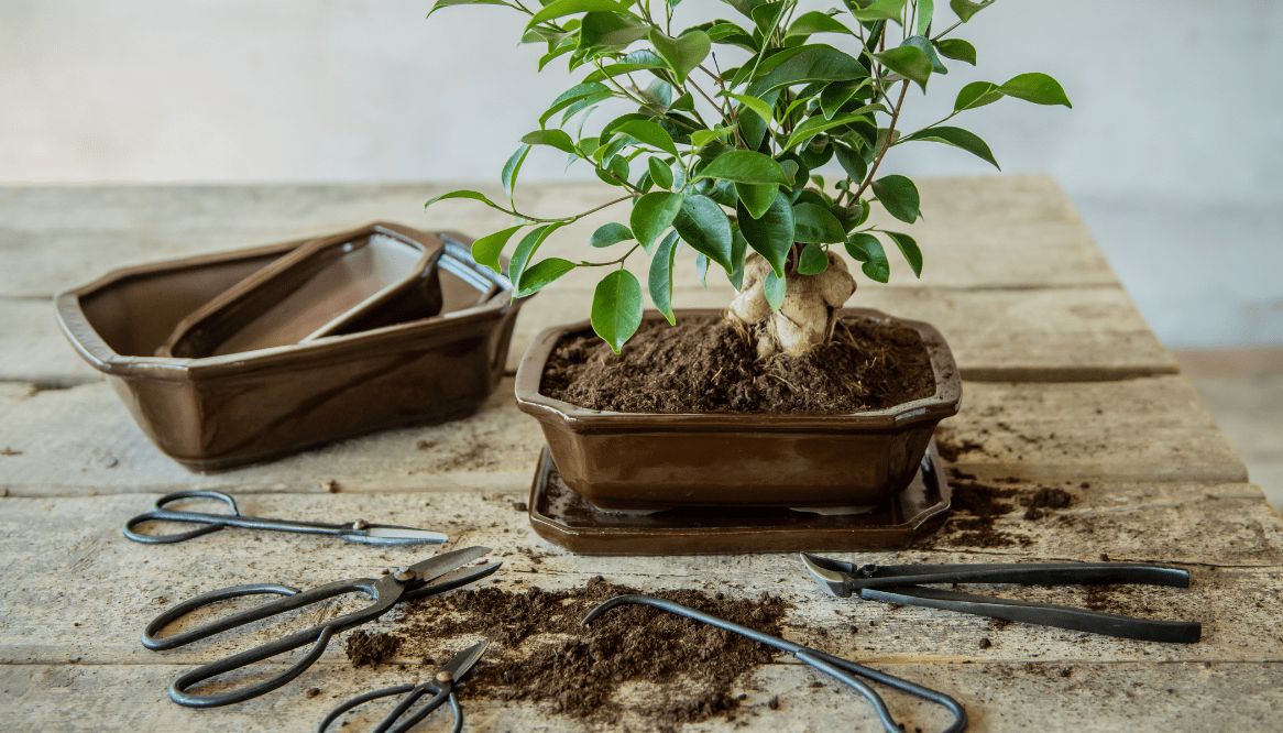 Mini Wald Verkauf -Mini Wald Verkauf sneak peek bonsai 777x444 1 min